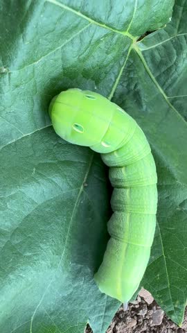 green caterpillar, caterpillar close up, insect macro,