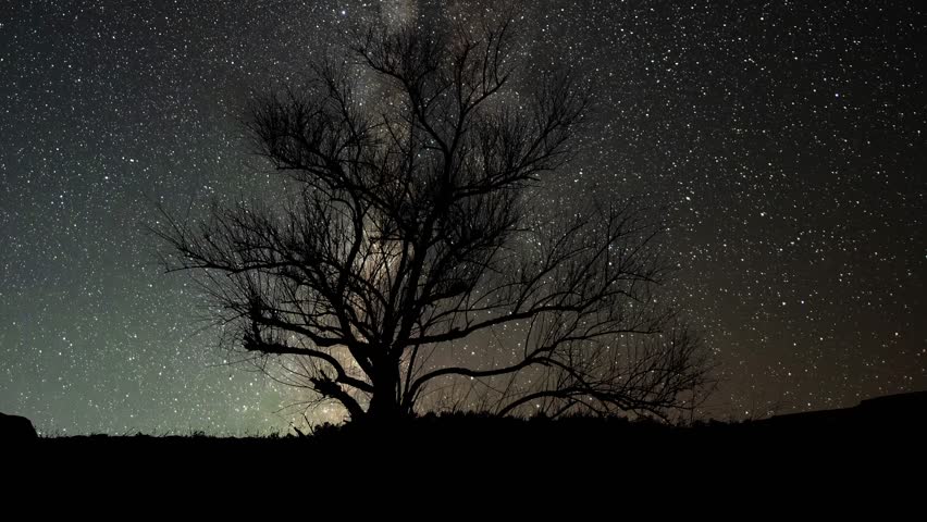 Beautiful astronomical scene, tree silhouette  under  milky way galaxy time lapse.