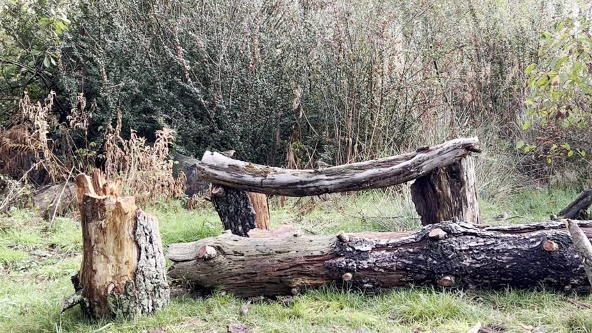 UK native birds feeding on felled tree tables