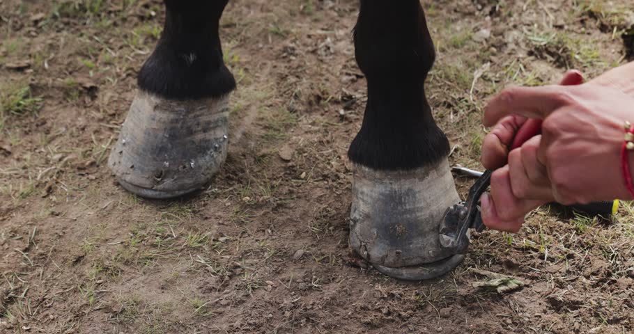Tibetan people fitting a new horseshoe to a horse