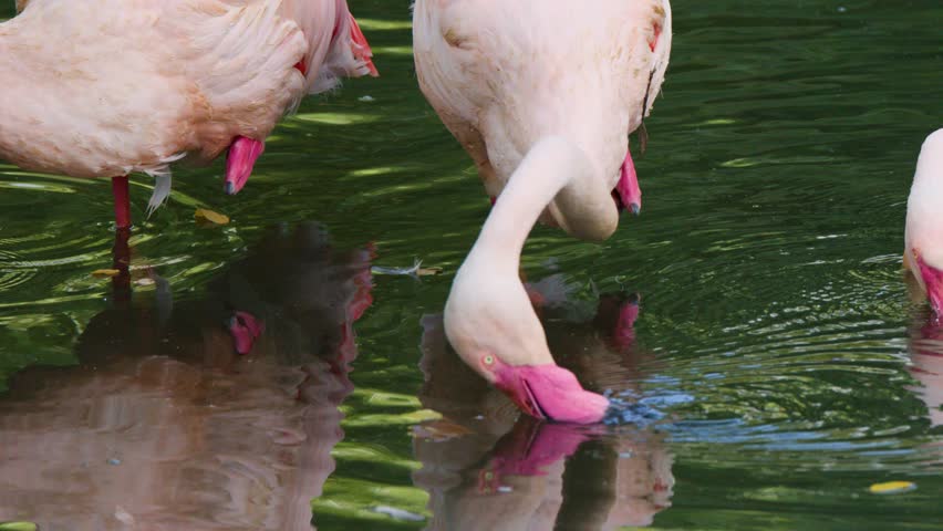 Two greater flamingos feed with curved necks in calm, reflective wetland water, natural daylight