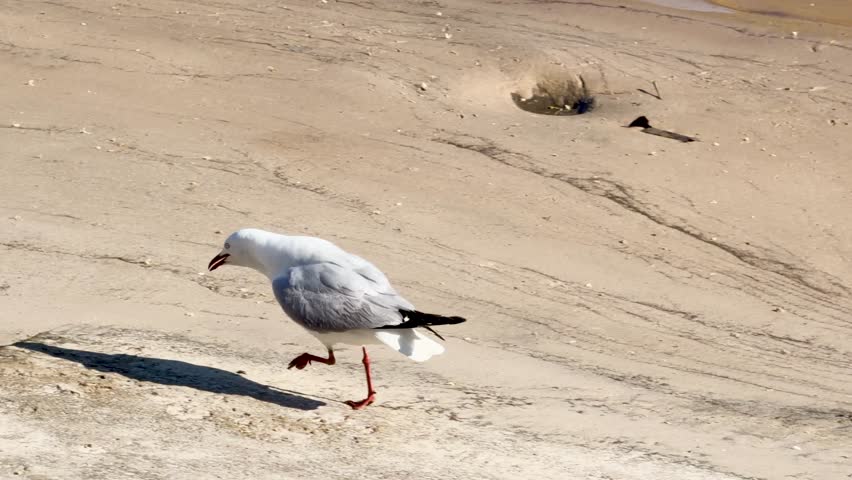Silver gull walks, takes off, and flies low over sunlit beach and rippling water.