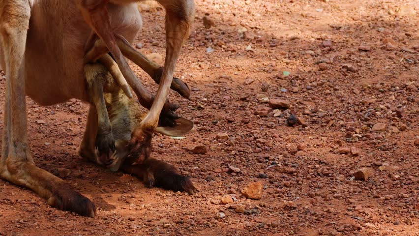 Red kangaroo joey exits motherâs pouch on dry, sunlit Australian outback ground, natural lighting
