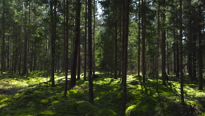 Gorgeous sunny old and mystical forest during spring or autumn time with sun shining through tall and large pine trees creating sun patches on the green moss on the ground. No people in the woodlands.