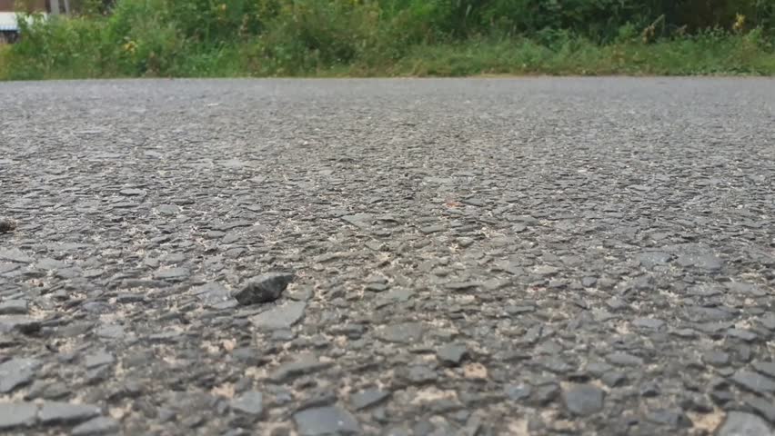 Earthworms are moving slowly on the road.