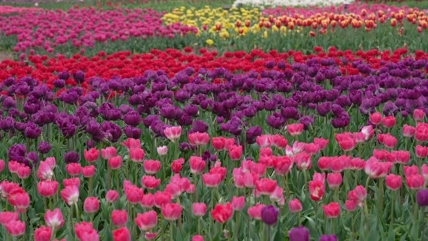 Tulip fields in the Netherlands. Spring flowers. Tulip garden