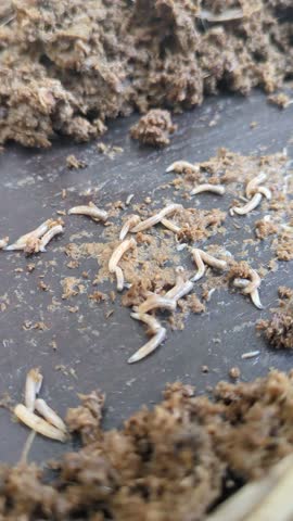 Housefly larvae moving on organic surface – close-up footage of maggots in natural environment Close-up macro video of housefly larvae, also known as maggots, wriggling and feeding on organic matter