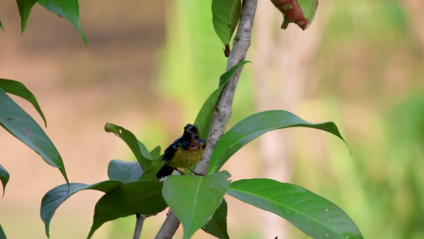 Brown-Throated Sunbird (Anthreptes malacensis) Taking Off From Leaf, Slow Motion
