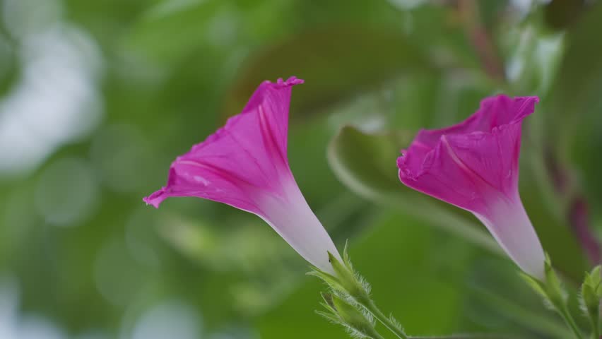 Morning glory, morning glory flower