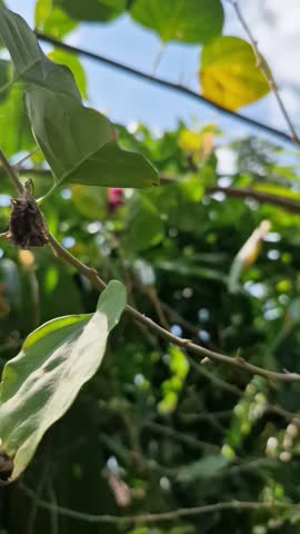 Tropical Leaves with Sun Flares and Bokeh on a Bright Day (4K)
