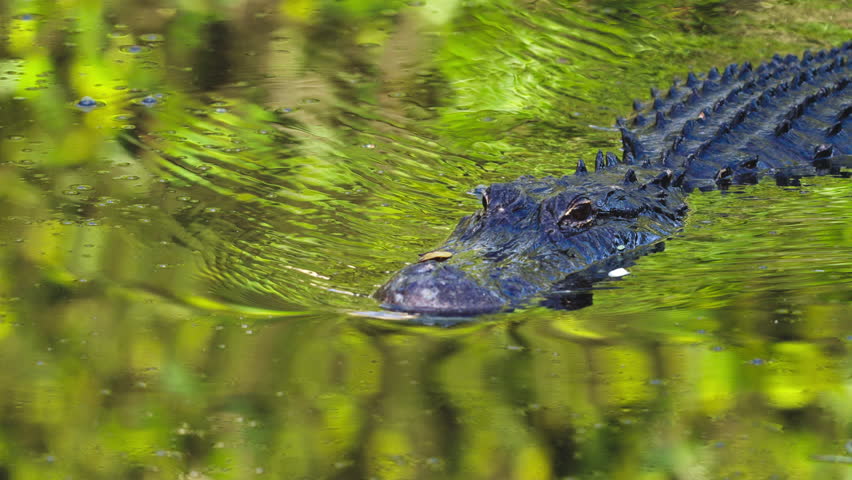 Alligator Head Close Up Swimming in Water