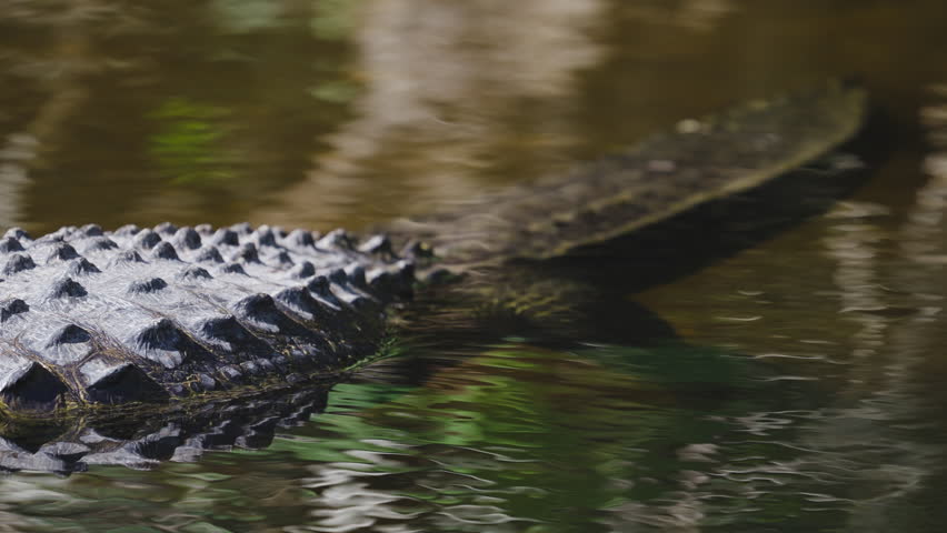 Alligator Tail in Tannic Water