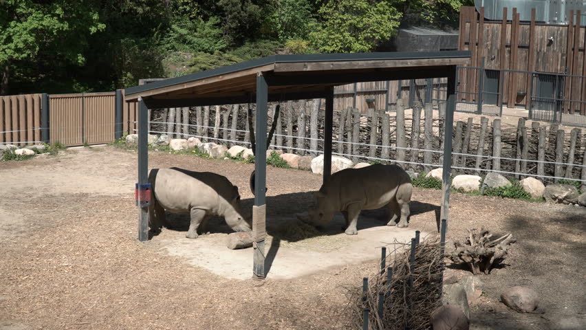 Two African rhinos in a zoo enclosure. The rhino eats dry grass and hay. Two males fight. A funny but dangerous animal in the wild. A horn on the head and thick gray skin. Safari Park