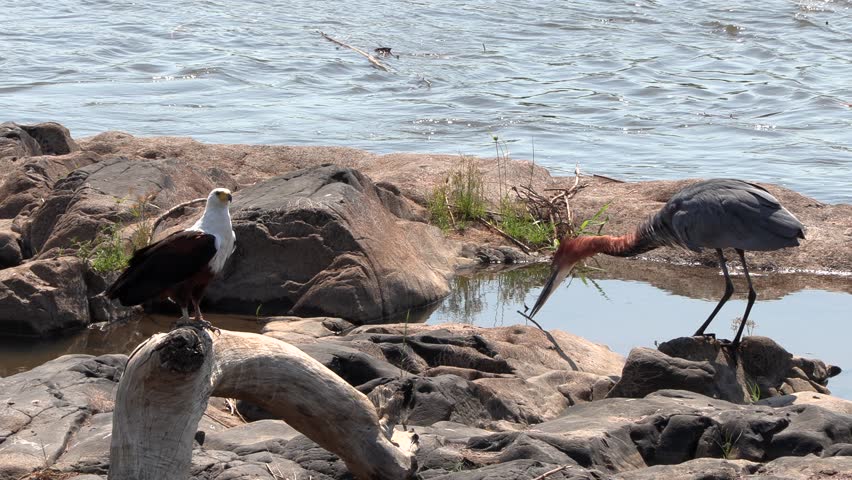An African fish eagle takes off and flies away next to a Goliath heron. Kruger National Park.