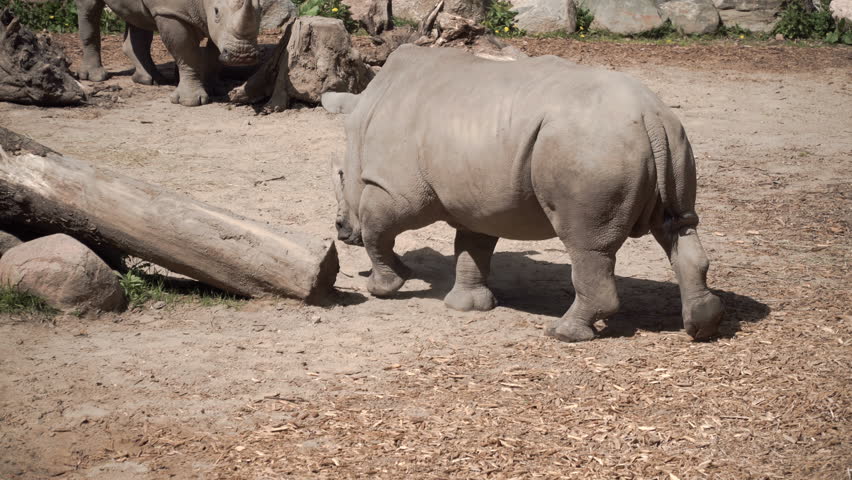 Two African rhinos in a zoo enclosure. The rhino eats dry grass and hay. Two males fight. A funny but dangerous animal in the wild. A horn on the head and thick gray skin. Safari Park