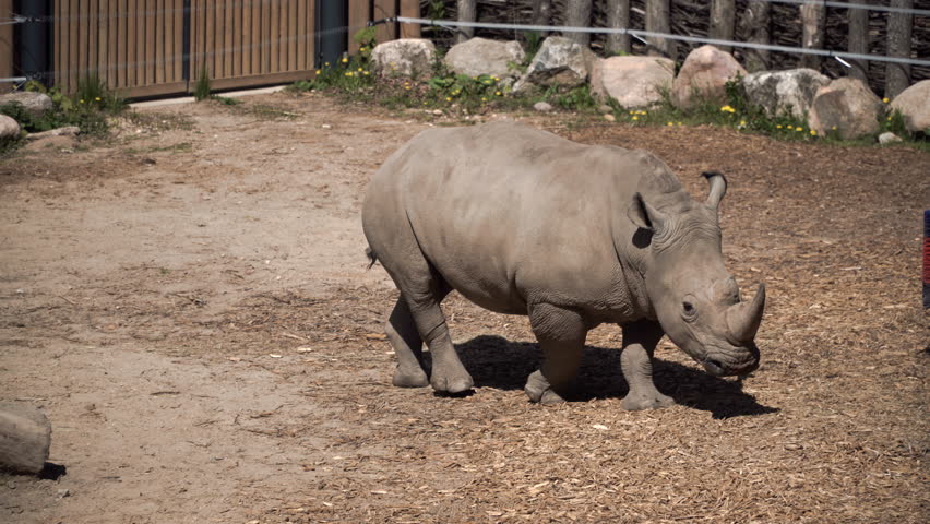 Two African rhinos in a zoo enclosure. The rhino eats dry grass and hay. Two males fight. A funny but dangerous animal in the wild. A horn on the head and thick gray skin. Safari Park