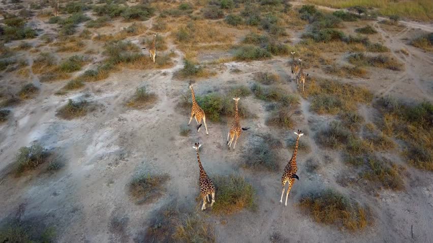 Aerial view of giraffes (Giraffa camelopardalis) running and foraging across open Ugandan savanna, their group behavior and habitat revealed by drone above sparse grassy terrain in Africa.