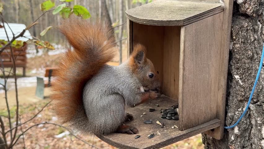 A furry gray squirrel eats sitting in a bird feeder attached to a tree in a park in late autumn. 4K footage