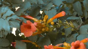 Bees feasting on an orange trumpet vine flowers (campsis radicans). Closeup - Powered by Shutterstock - Get 15% off with code: PIKWIZARD15