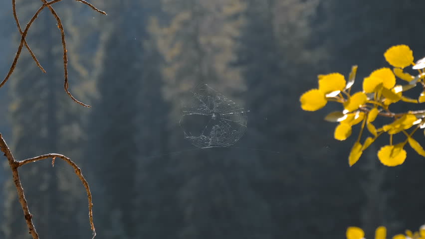 The spider has spun a huge web that sways in the wind against the backdrop of the Himalayan Mountains. Closeup. Slow motion. High speed camera
