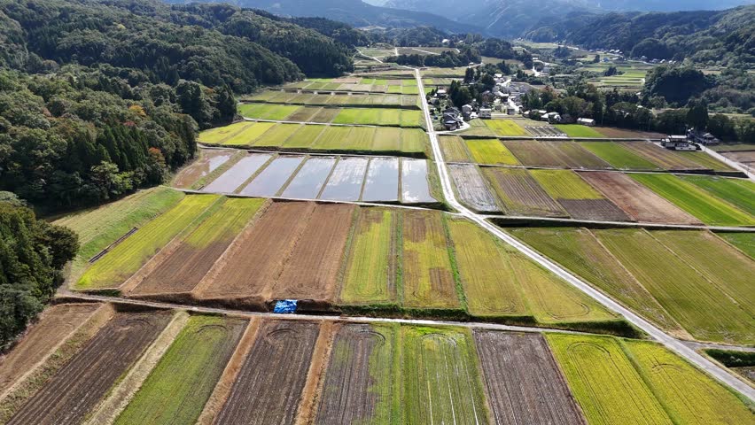 A large field of green grass with a blue truck in the middle. The truck is driving down a road that is surrounded by the field