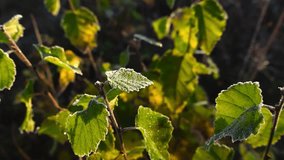 Close up view of frozen frosty and white ice covered green and yellow birch tree leaves in morning sunlight sunshine during autumn day with bokeh blurry background. Shallow depth of field. - Powered by Shutterstock - Get 15% off with code: PIKWIZARD15