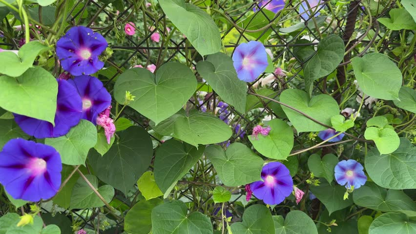 Plant of ipomoea, or morning glory with blue-purple flowers climbing on a mesh fence, view while panning in overcast windy day
