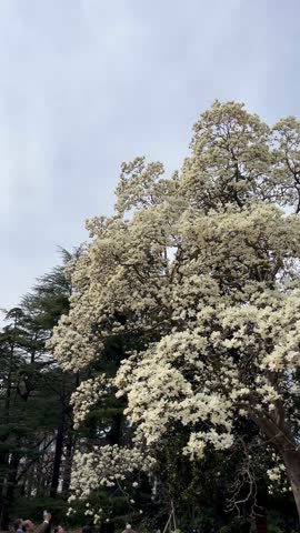 Vertical 4K video of the big blooming Magnolia tree
