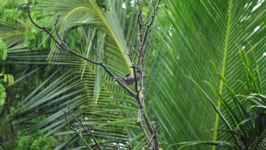 Red-vented bulbul bird sit on a tree branch during rain.