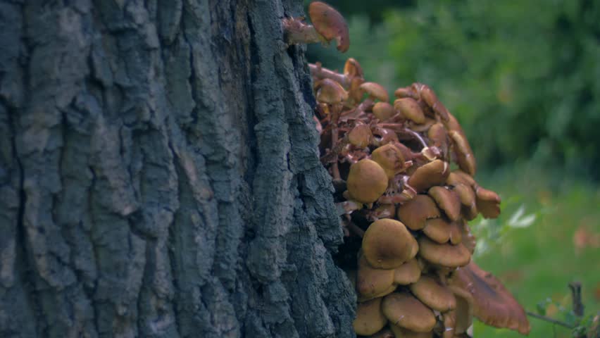 Toadstools funghi growing on tree trunk medium tilting shot selective focus