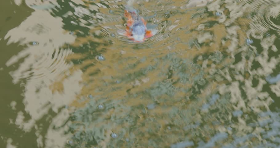 Beautiful golden koi in the pond. Ornamental carps in the pond. Close-up