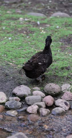 Ducks in the park and a small stream , a group of different birds in the park, close up