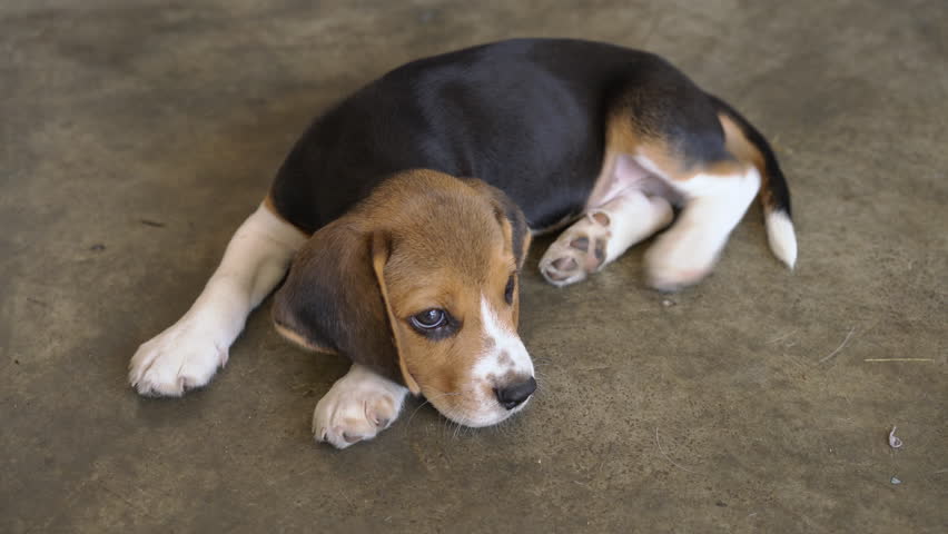 A close-up view of a young, adorable tricolor Beagle puppy resting on a concrete floor. The purebred dog looks up with a sweet, curious face, perfect for pet-related concepts.