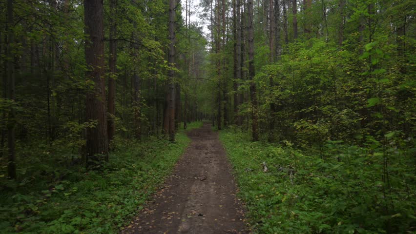 Autumn forest with fallen yellow leaves on the ground