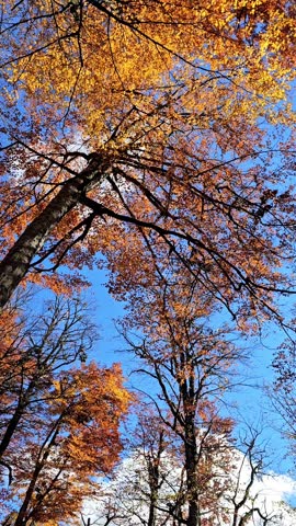 Autumn Tree with Yellow Leaves and Blue Sky