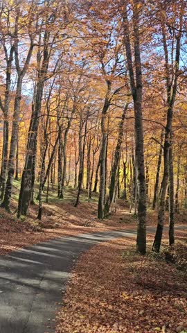 Driving Through Autumn Forest Road with Golden Trees