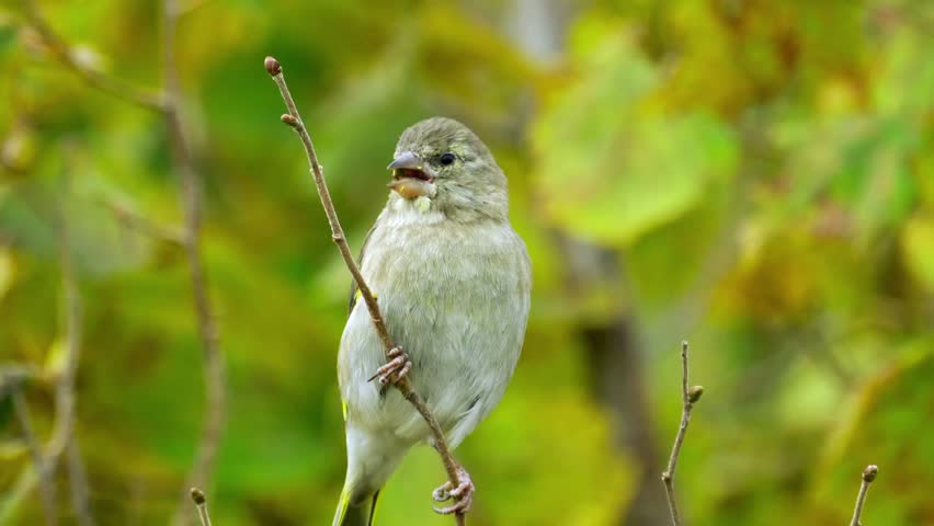 A vibrant European Greenfinch (Chloris chloris) perches on a bush branch, delicately eating tree buds. Its green and yellow plumage contrasts beautifully with the fresh spring foliage.