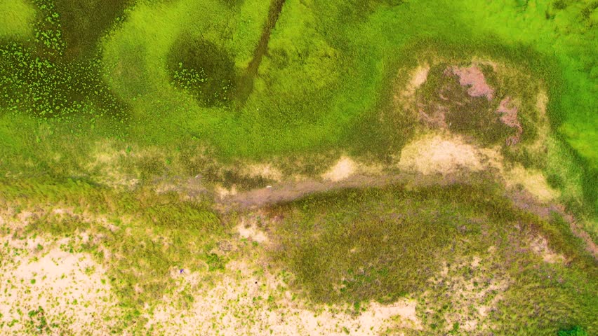 Bird’s eye drone footage shows meandering tidal channels cutting across marsh vegetation and sandy areas, forming a unique and detailed natural composition.