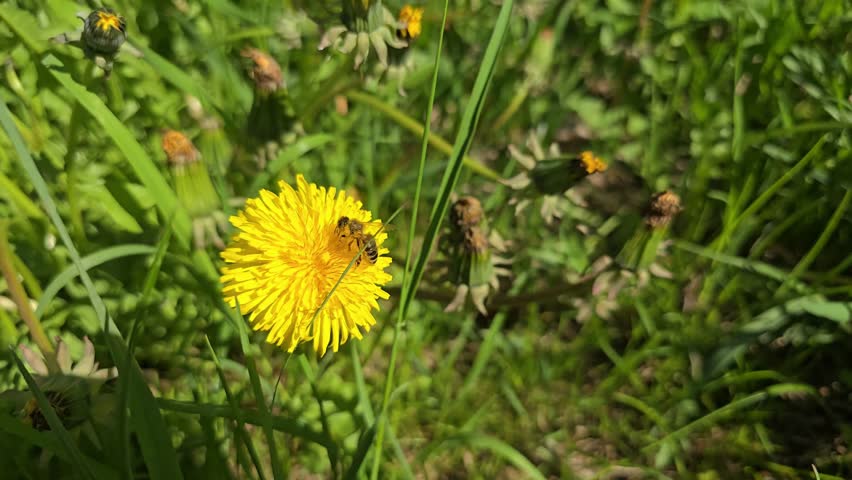 Slow motion of bee on dandelion (Taraxacum) flower collecting nectar.