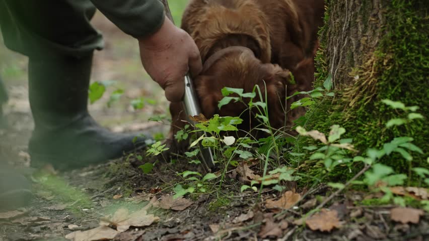 Man harvests truffle from soil near tree while dog continues sniffing in forest undergrowth. Close up
