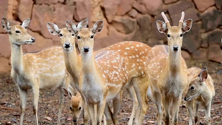 Group of spotted deer standing together in a natural habitat looking forward