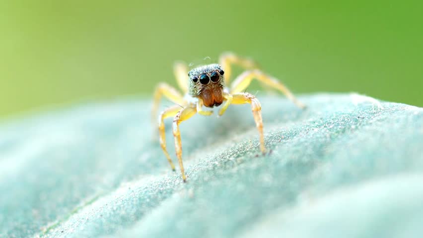 Tiny jumping spider with big eyes perched on a textured leaf in natural light