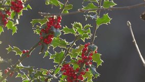 Bright red holly berries on a holly bush. Back lit by the winter sunlight shining through the lush green leaves. Christmas scene - Powered by Shutterstock - Get 15% off with code: PIKWIZARD15