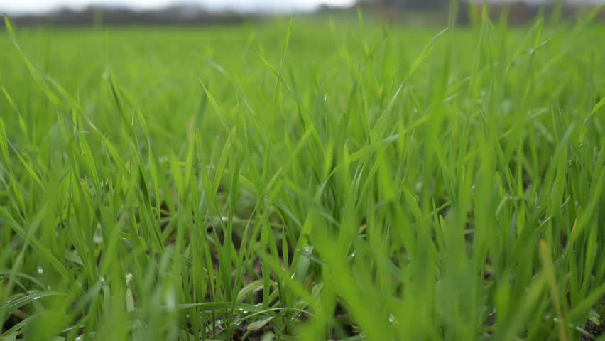 Young shoots of green barley. Selective focus.