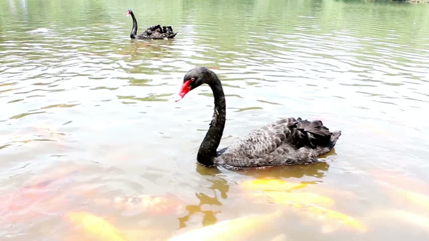 Two black swans swim serenely in a pond filled with orange koi fish swimming below