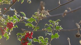 Bright red holly berries on a holly bush. Back lit by the winter sunlight shining through the lush green leaves. Christmas scene - Powered by Shutterstock - Get 15% off with code: PIKWIZARD15