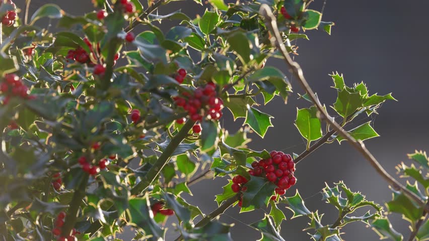 Bright red holly berries on a holly bush. Back lit by the winter sunlight shining through the lush green leaves. Christmas scene