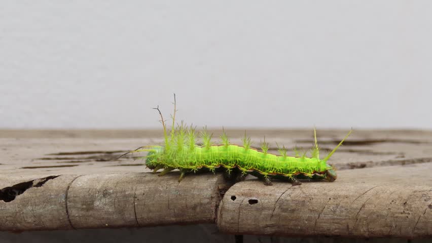 Video of a green caterpillar over rustic wooden surface. 