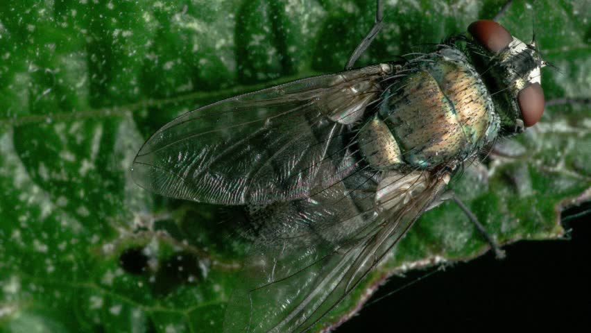 Macro close-up of a metallic green fly resting on a vibrant green leaf