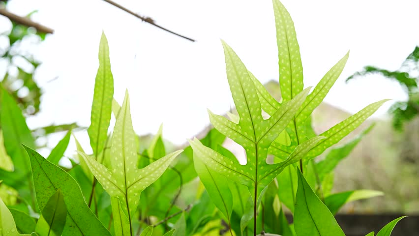 Close-up on the Star-Shaped Fronds of a Blue Star Fern with Spores in Bright Sunlight